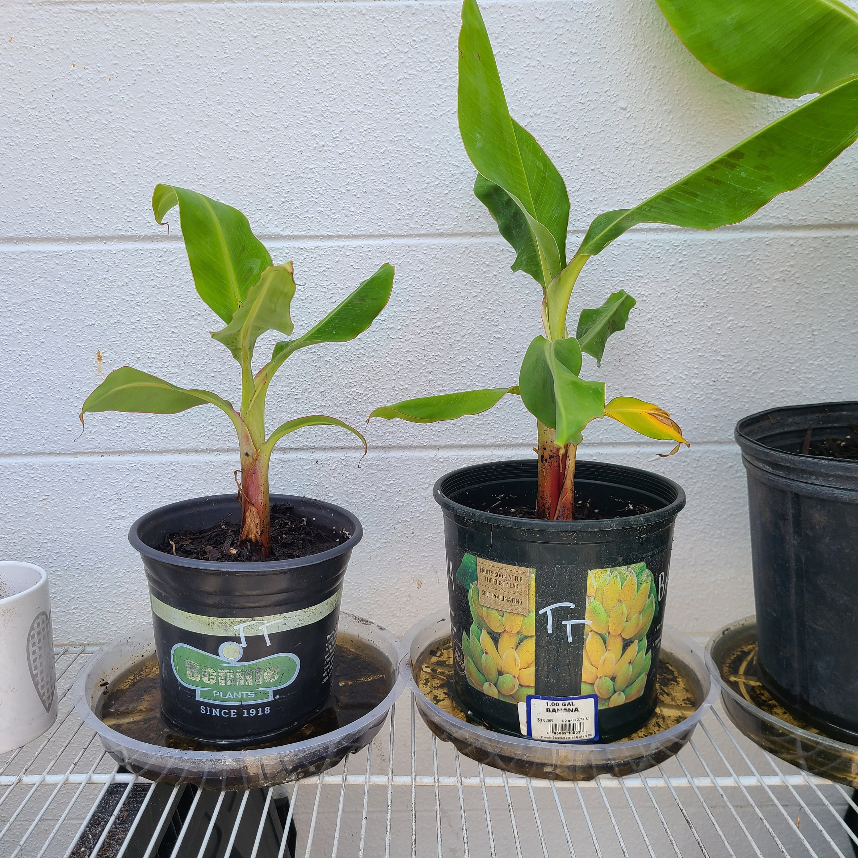 Truly Tiny Banana Musa Plant - Etsy