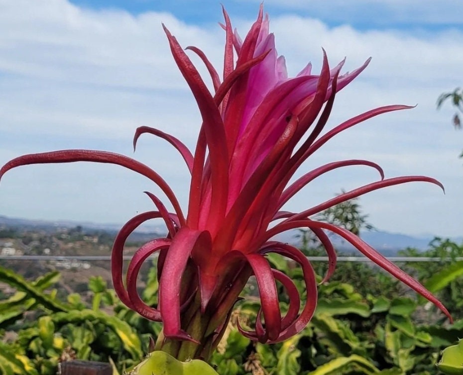 Ax Dragon Fruit Rooted Plant - Etsy
