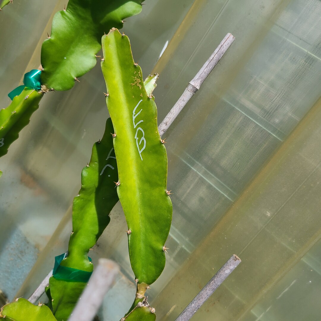 Edgar's Baby Dragon Fruit Rooted Plant Etsy