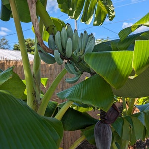 Blue Java Ice Cream Banana Musa Plant
