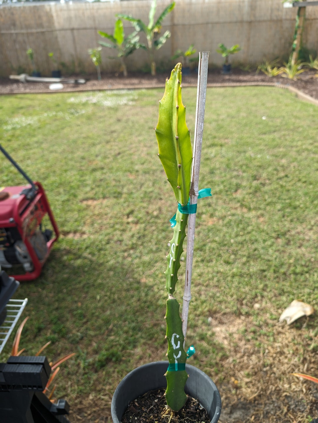 Columbiana Yellow Dragon Fruit Cutting Etsy