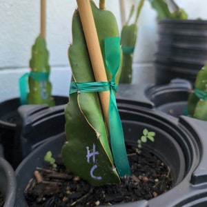 May include: A green dragon fruit plant with a bamboo stake and green ribbon tied around it. The plant is in a black pot with soil and a small green plant growing in the soil. The plant is labeled "HC".