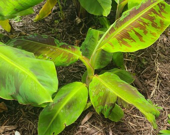 Dwarf Cavendish Banana Musa Plant