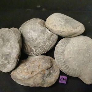 PREP YOUR OWN ammonite fossils