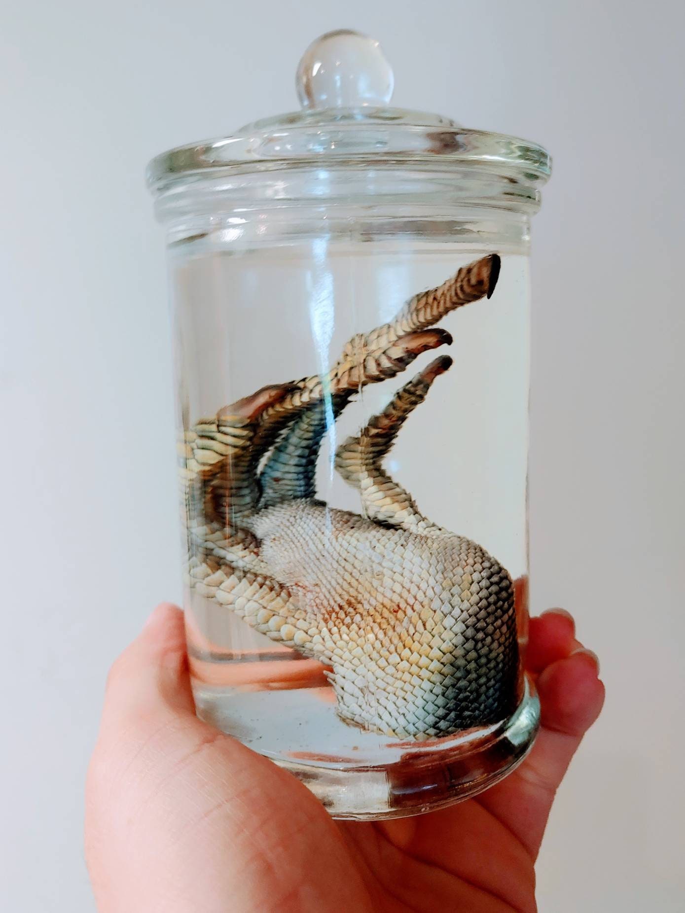 Preserved Animals in Jars - Etsy Preserved Animals in Jars - Etsy