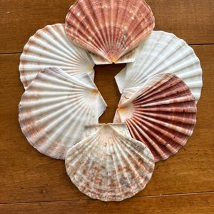 May include: A collection of seashells arranged in a circular pattern. The shells vary in color, with shades of white, cream, and reddish-brown. The shells have a fan-like ribbed texture and are displayed on a wooden surface.