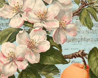 Rice Paper Peach Blossoms Choose One Sheet of A4 or Two Sheets of A5 Size for Decoupage, Peach Branch & Flowers, Aqua Sheet Music Background
