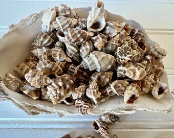 Red Banded Nassa Shells 4 Ounce Bag of 1" Six Natural Shells for Home Decor, Beach Weddings, Craft Supplies, Beach House, Summer Decor