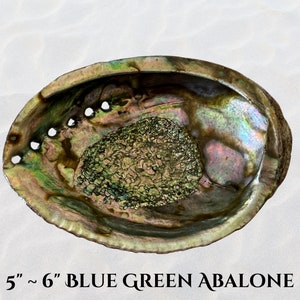 May include: A blue-green abalone shell with iridescent colors. The shell is approximately 5 to 6 inches in diameter and has a smooth, rounded shape.