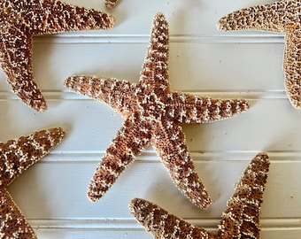 Sugar Starfish Large 6" Size Natural Star Fish Beautiful Sea Stars for Weddings, Coastal Decor, Ornaments Beach Homes Shell Crafts Decor