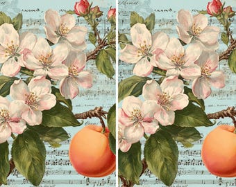 Rice Paper Peach Blossoms Choose One Sheet of A4 or Two Sheets of A5 Size for Decoupage, Peach Branch & Flowers, Aqua Sheet Music Background