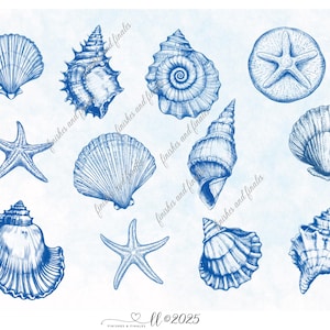 Papel digital de concha azul: estrellas de mar, dólares de arena y vieiras. Diseño veraniego divertido. Descarga instantánea.