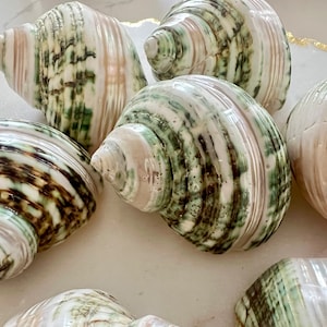 May include: A collection of six spiraled sea shells featuring a smooth, glossy finish with alternating bands of cream, white, and dark forest green patterns. Each shell displays a pointed apex and a rounded body, showcasing natural textures and variations.
