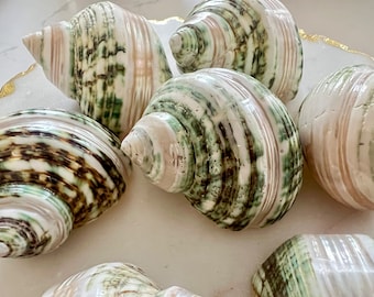Green Banded Turbo Shell with Mother of Pearl Bands Includes One 2.75 Inch Size Polished Shell, Great for Display, Beach Home, Home Dec