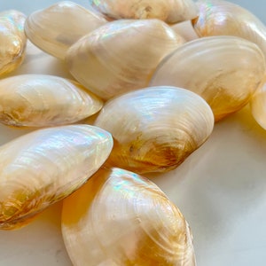 May include: A collection of smooth, iridescent clam shells featuring a polished, pearlescent finish with warm beige and cream tones. Each shell displays a natural, curved shape with subtle light-reflecting properties across the exterior surface.