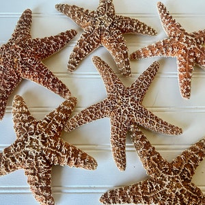 Starfish Extra Large 7" Size Sugar Starfish Beautiful Sea Stars for Weddings, Coastal Decor, Beach Homes for Crafts and Display
