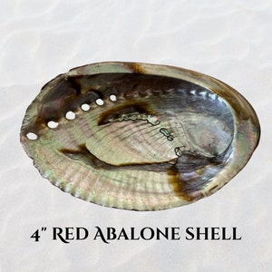 May include: A 4 inch red abalone shell with a smooth, iridescent interior and a brown, textured exterior. The shell has several small holes drilled around the edge.