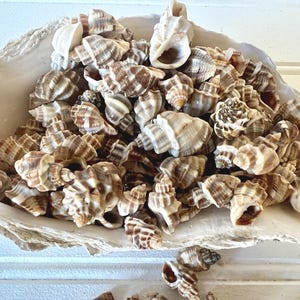 May include: A large, white, open oyster shell filled with a collection of small, spiraled sea snail shells. The sea snail shells feature a textured surface with alternating brown and cream-colored stripes, arranged in a dense, clustered pile.