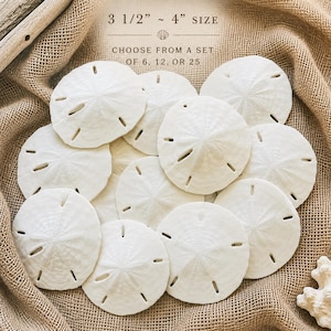 May include: A collection of white sand dollars, each featuring a natural star-shaped pattern and five small slits. The text 3 1/2" ~ 4" SIZE and CHOOSE FROM A SET OF 6, 12, OR 25 is printed above the shells, indicating the size and quantity options.