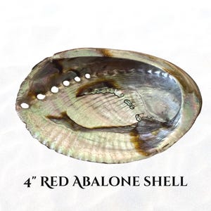Red Threaded Abalone Shell 4" Size for Wedding Decor, Home Decor, Crafts, Beach House Coastal Decor, Smudge Pots, Vignettes, Bowl Filler