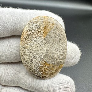 Può includere: Un cabochon di corallo fossile di forma ovale caratterizzato da un motivo dettagliato e complesso di piccole strutture a forma di stella in tonalità beige, marrone chiaro e crema, con una superficie liscia e lucida che esalta le texture.