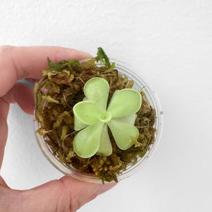 Peut inclure: Une petite plante succulente vert clair aux feuilles charnues et arrondies disposées en rosette, placée au centre d'un récipient en plastique transparent rempli de sphaigne brune et texturée servant de substrat de culture.