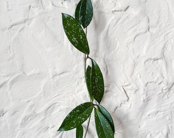 Hoya Pubicalyx Splash