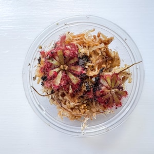 May include: Two small sundew plants with vibrant red, glandular leaves arranged in a circular rosette pattern, nestled within a clear plastic container filled with light brown, fibrous sphagnum moss as a growing medium for the carnivorous plants.