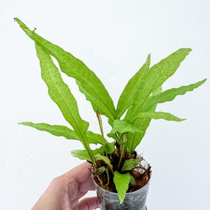 Peut inclure: Une fougère verte aux frondes longues, fines et aux bords ondulés poussant à partir d'une base centrale. La plante est contenue dans un petit pot en plastique transparent rempli de substrat fibreux brun, avec des racines fines dépassant du fond.
