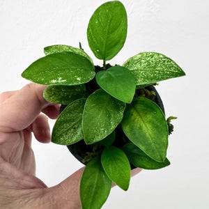 Anubias Nana 'Pinto' Reversed