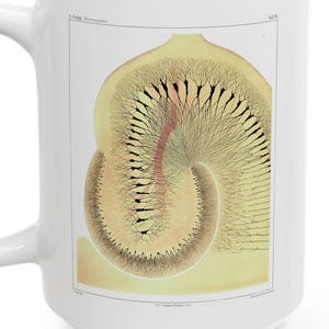 Vintage Neuroscience Art Mug: Rabbit Hippocampus Neuron Illustration