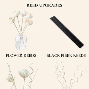 -Diffusor Schilf |  Set aus 6 Schilfrohrblättern