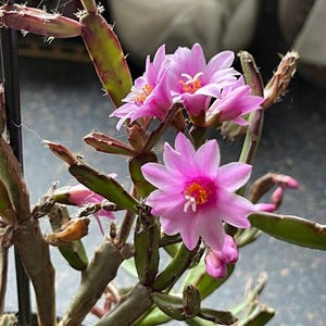 May include: A pink cactus flower with multiple blooms in various stages of opening. The cactus has green stems and brown spines.