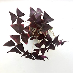 Oxalis Triangularis Bulbs: Purple Shamrock, Love Plant