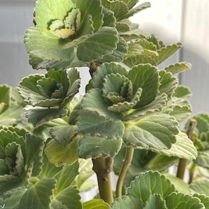 May include: Close-up of a green plant with textured, ruffled leaves. The leaves have a soft, velvety appearance and are arranged in a rosette pattern. The plant's stems are a light brown colour.