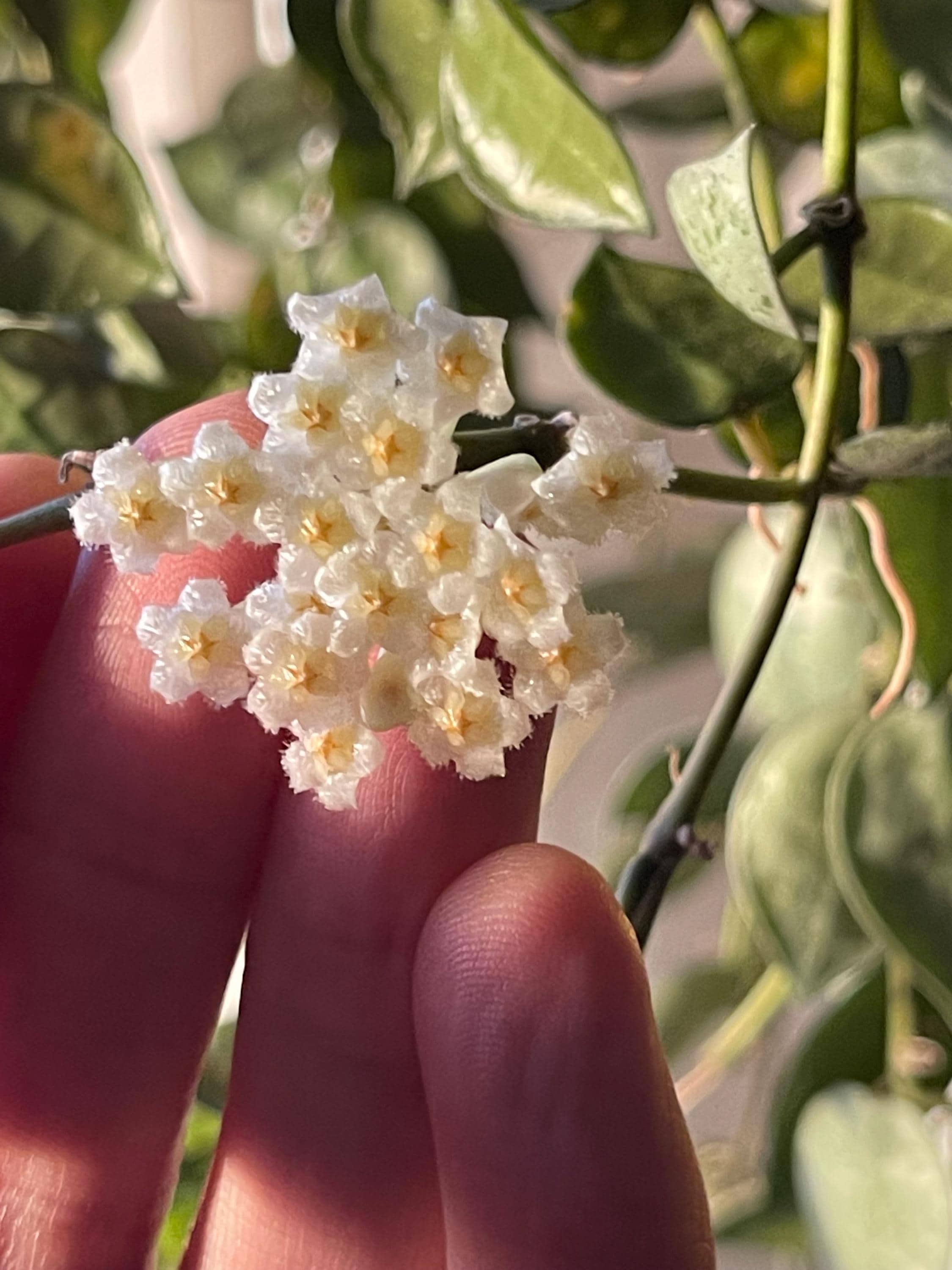 Hoya Argentea Princess - Etsy UK