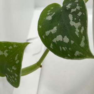 May include: A close-up of a green plant with white variegation. The leaves are heart-shaped and have a glossy finish.