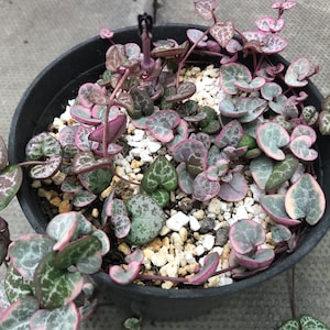 May include: A close-up of a potted succulent plant with heart-shaped leaves. The leaves are a mix of green and pink with white speckles. The plant is growing in a black pot with white gravel.