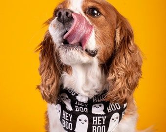 May include: A Cavalier King Charles Spaniel with brown and white fur, wearing a black bandana with white ghost illustrations and the text "HEY BOO". The dog is licking its nose with its tongue out, against a yellow background.