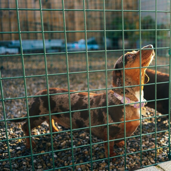 Dog fence for small dogs sales