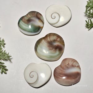 Shiva Eye Shell Hearts | New