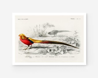 Golden Pheasant Bird Print, Vintage French Encyclopedia Illustration, Tropical Wildlife Art