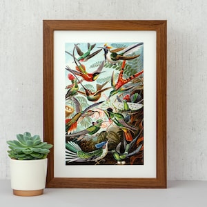 May include: A framed vertical art print featuring a detailed illustration of numerous hummingbirds in various colours, including green, red, and orange, set against a lush botanical background with foliage and small nests containing white eggs.