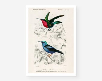Kolibri Kunstdruck, Vintage Kolibri Illustration, tropisches Vogeldekor, Charles d'Orbigny französische Enzyklopädie, Giclée Fine Art Druck