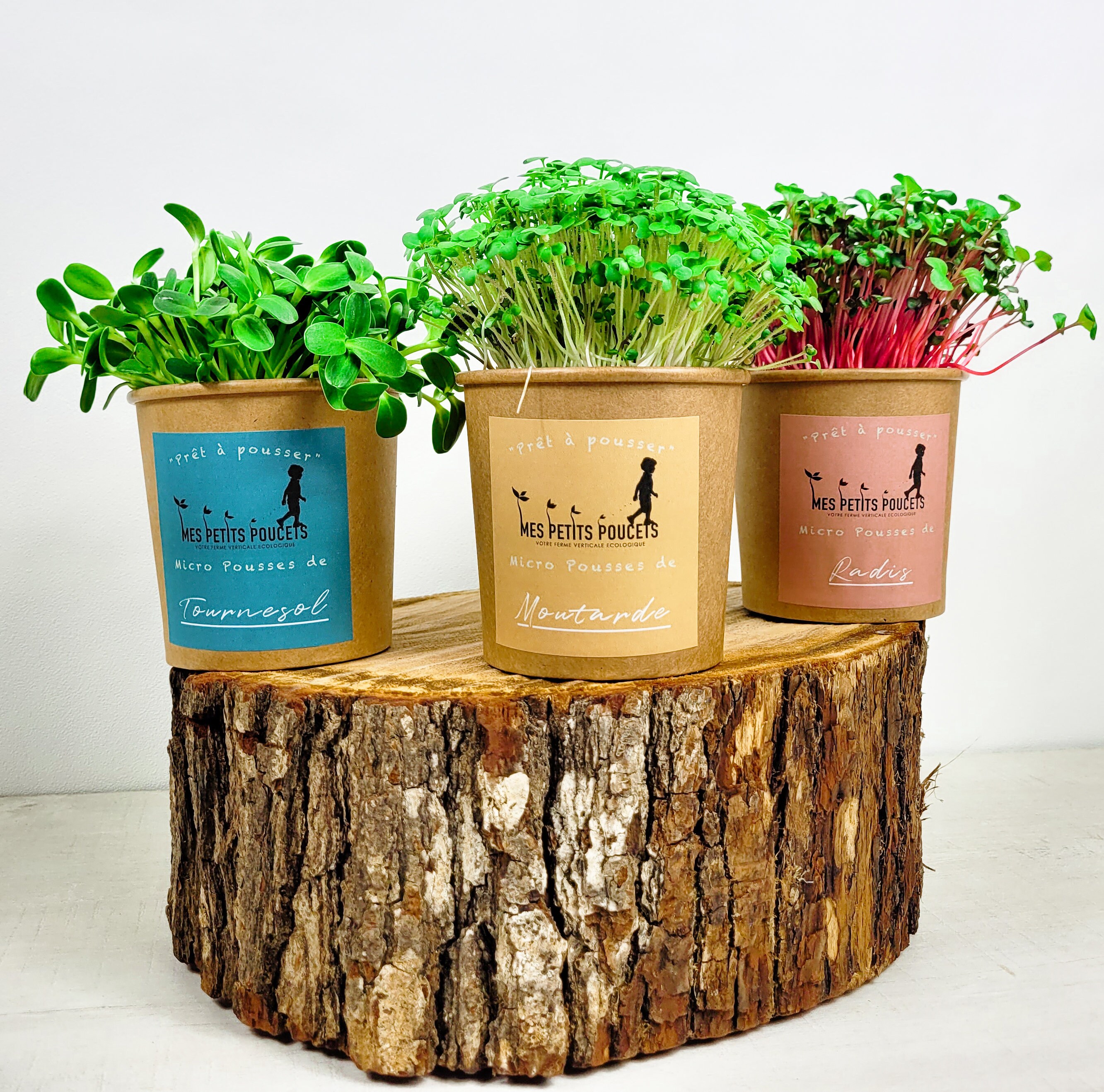 3 Kits Culture Micro Pousses