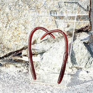 Cute Funny Wiggly Worm on the Hook Dangling Earrings
