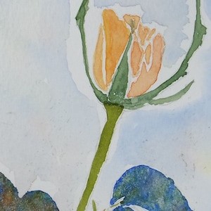 Original Watercolour, &#39;Study of a Rose&#39; , circa 2000, Artist Unknown