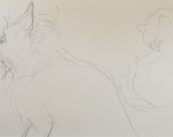 Original Pencil Sketch,'Study of a Cat', Helen Collins (1921-1990), circa 1938/9