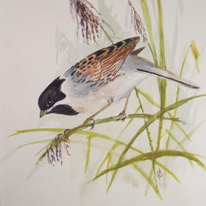 Original watercolour,'Tree Sparrow, Circa 1970's, W. Brewer