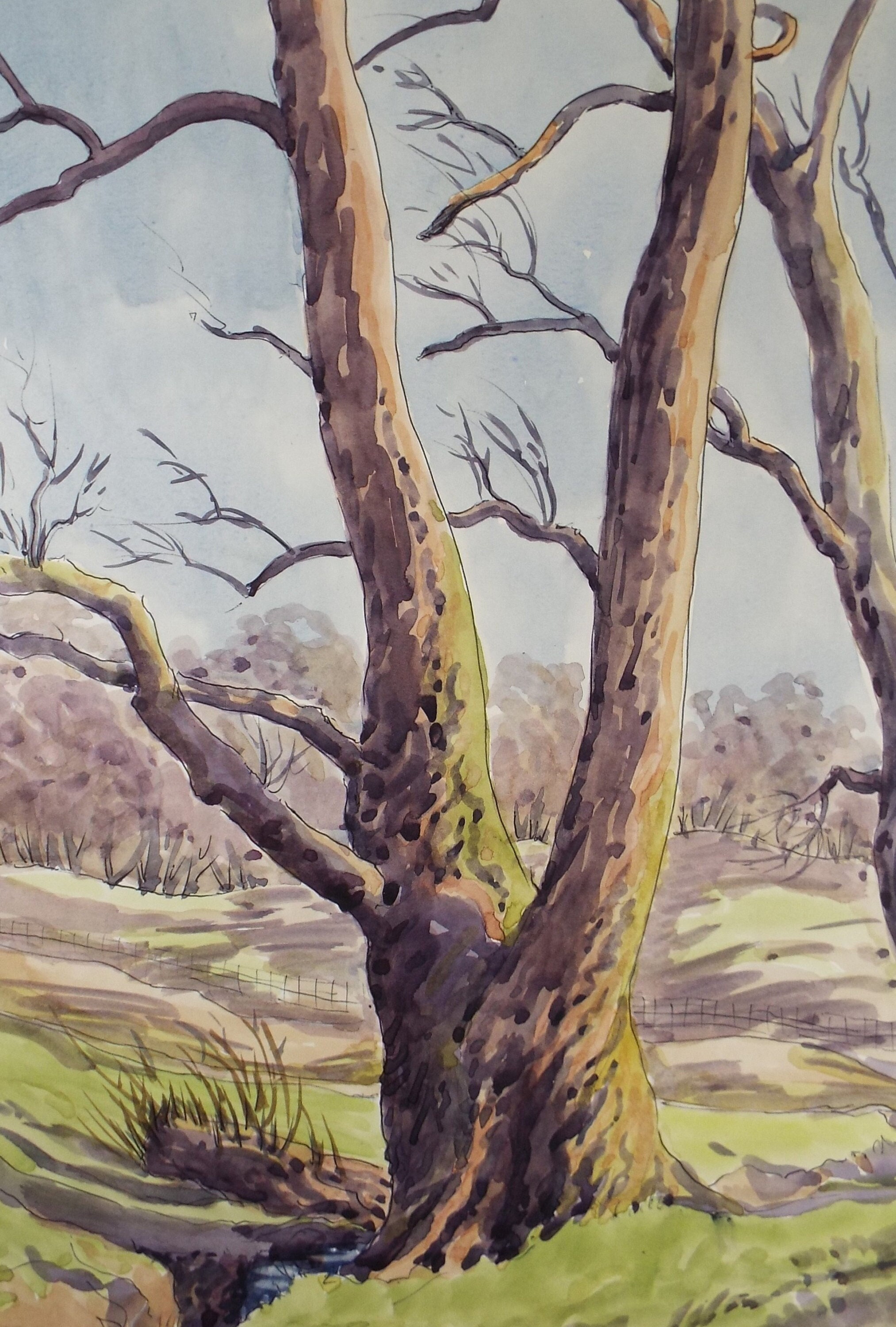 Original Watercolour, 'tree Study', George Godfrey, Circa 1960's - Etsy